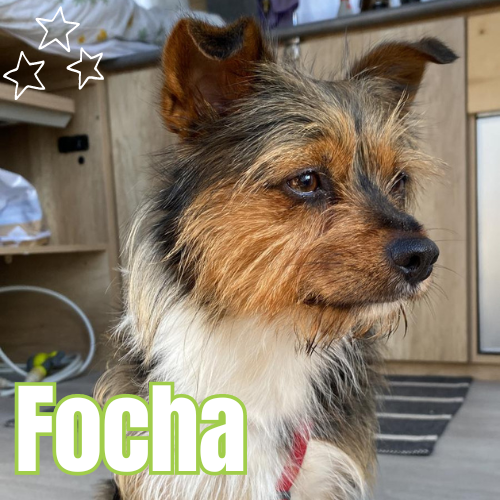 Paciente Focha veterinaria Vet Campello