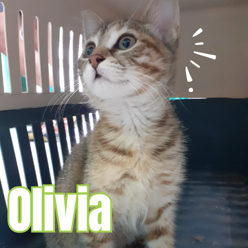 Paciente Olivia veterinaria Vet Campello