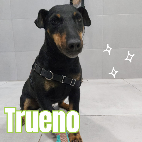 Paciente Trueno veterinaria Vet Campello